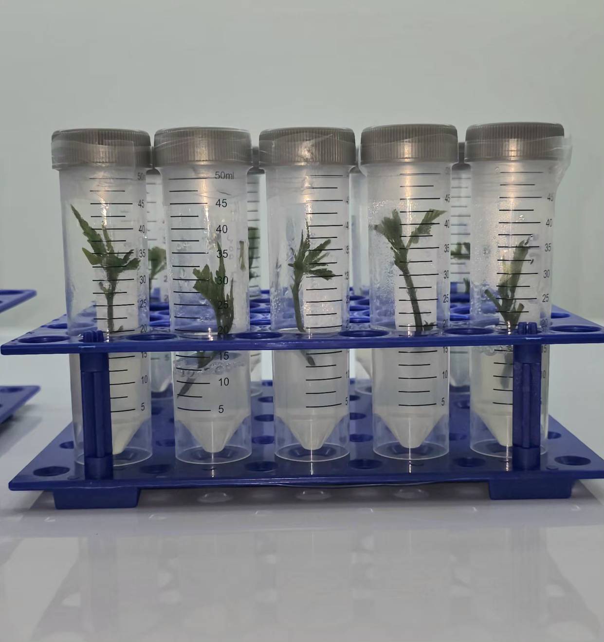 In-vitro plantlets growing in culture tubes